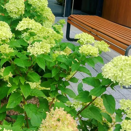 New Parking Free & Self Check In 24h Taras Miedziana Apartment Wroclaw